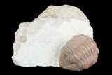 Unusual, Delphasaphus Trilobite - Russia #74037-3